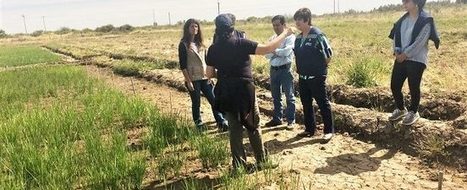 CHILE: Autoridades visitaron en Parral ensayo de arroz de INIA que genera ahorro sustancial de agua | SRI Global News: February - April 2024 **sririce -- System of Rice Intensification | Scoop.it