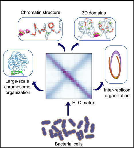 Organisation du génome bactérien en 3D | Life Sciences Université Paris-Saclay | Scoop.it