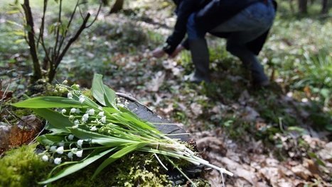 Confinement : la vente à la sauvette du muguet le 1er mai interdite dans les Hautes-Pyrénées | Vallées d'Aure & Louron - Pyrénées | Scoop.it