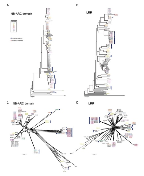 MPMI: Subfamily-specific specialization of RGH1/MLA immune receptors in wild barley (2018) | Plants and Microbes | Scoop.it