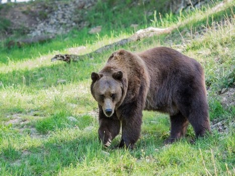 Hautes-Pyrénées. La préfecture renonce à l'effarouchement de l'ours Goiat | Vallées d'Aure & Louron - Pyrénées | Scoop.it