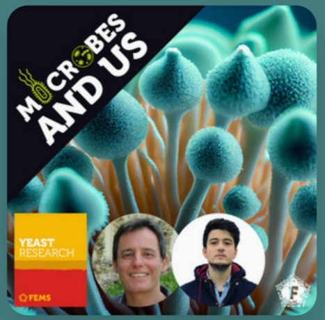 Best FEMS Yeast Research 2023 Paper Award to Romeu Viana, Miguel Cacho Teixeira and their team | iBB | Scoop.it