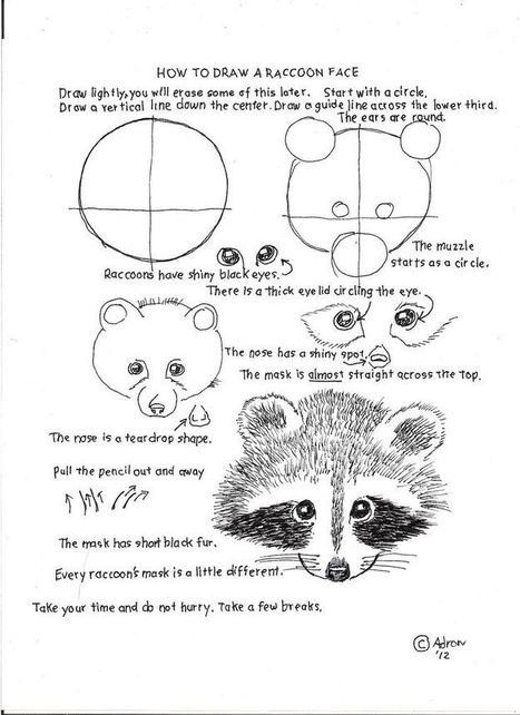 Raccoon Drawing Tutorial | Drawing and Painting Tutorials | Scoop.it
