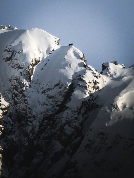 Un ours fait la trace sur l'Estos - Nathan Birrien Visual | Facebook | Vallées d'Aure & Louron - Pyrénées | Scoop.it