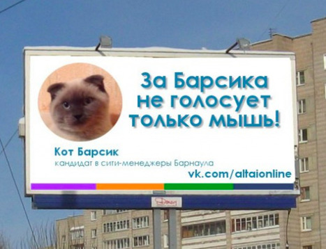 Russia: Cat is more popular than mayoral candidates in Siberian town of Barnaul | No Such Thing As The News | Scoop.it