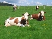 INRA - vaches top modèles de la recherche | Life Sciences Université Paris-Saclay | Scoop.it