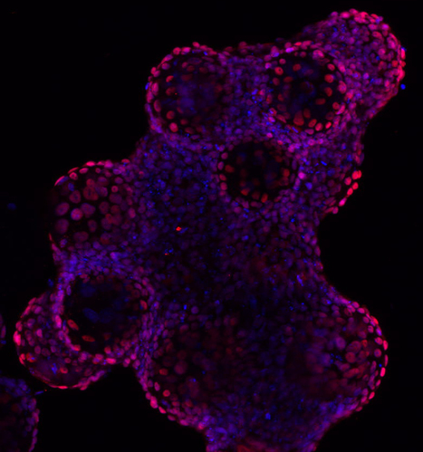 Expansion of Human Induced Pluripotent Stem Cells in Vertical-Wheel Bioreactors | iBB | Scoop.it