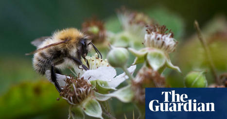 Bumblebee nests are overheating to fatal levels, study finds | Bees | The Guardian | Coastal Restoration | Scoop.it