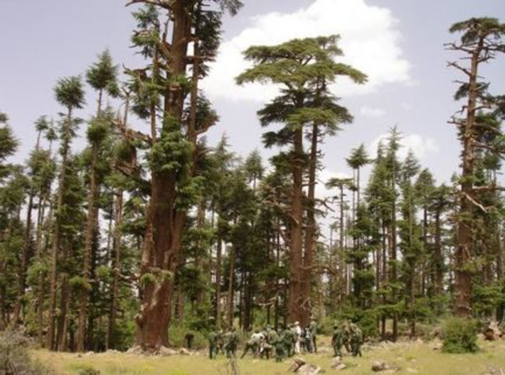 Maroc : le cèdre de l'Atlas, un patrimoine à la dérive - Francetv info | Découvrir, se former et faire | Scoop.it