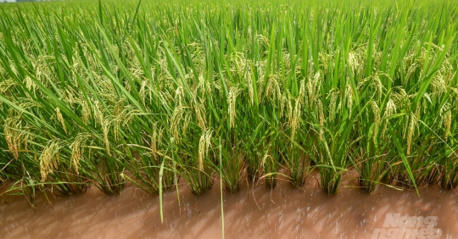 VIETNAM: Healthy Rice Plant, Fresh Environment, and Better Farmer Thanks to SRI | SRI Global News: February - April 2024 **sririce -- System of Rice Intensification | Scoop.it