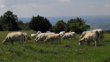 Missègre. La foire aux bestiaux annulée | Actualité Bétail | Scoop.it