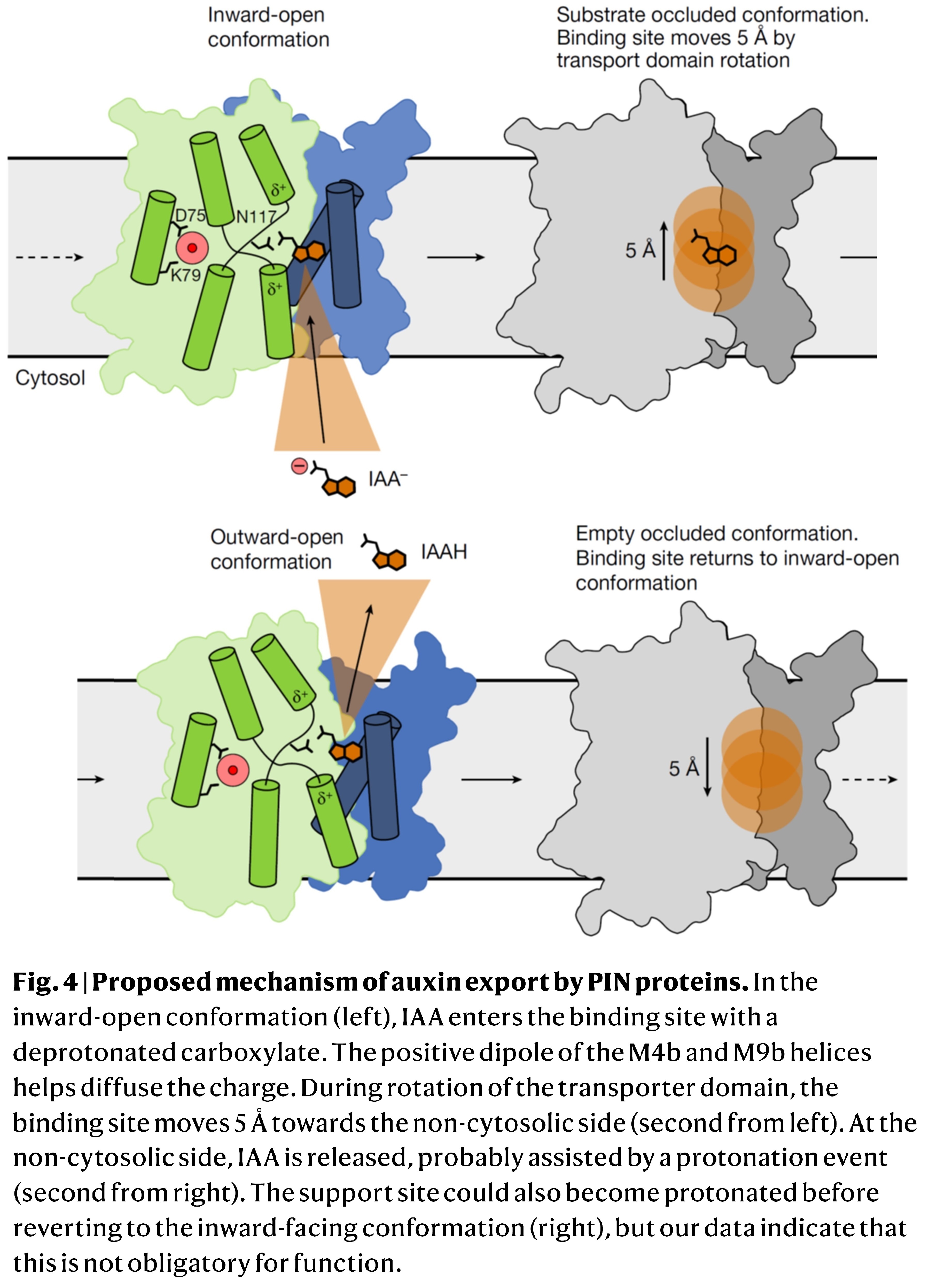 Structures and mechanism of the plant PIN-FORME...