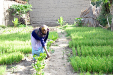 ETHIOPIA: Using Less To Get More: Crop Intensification in Ethiopia | SRI Global News: February - April 2024 **sririce -- System of Rice Intensification | Scoop.it