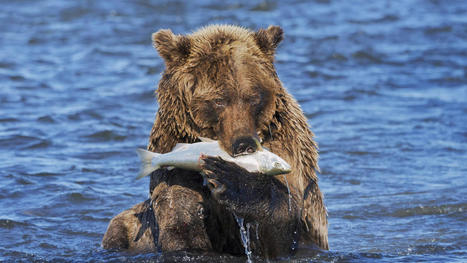 Victory! Army Corps Rejects Disastrous Pebble Mine near Alaska’s Bristol Bay - NPCA.org | Agents of Behemoth | Scoop.it