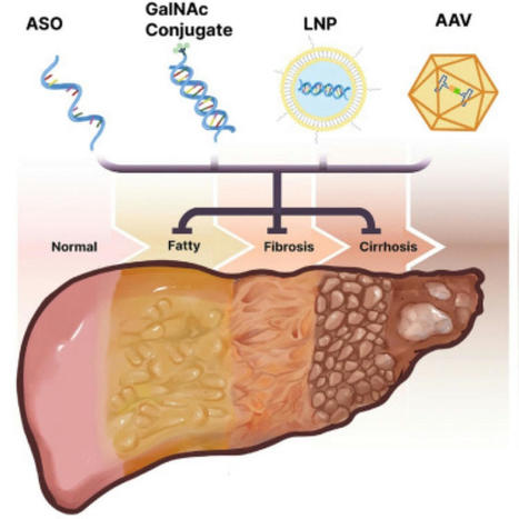 Pedro Morais on LinkedIn: #oligonucleotide #steatohepatitis | Immunology and Biotherapies | Scoop.it