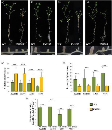 Two members of a Nodule‐specific Cysteine‐Rich (NCR) peptide gene cluster are required for differentiation of rhizobia in Medicago truncatula nodules | Plant-Microbe Symbiosis | Scoop.it