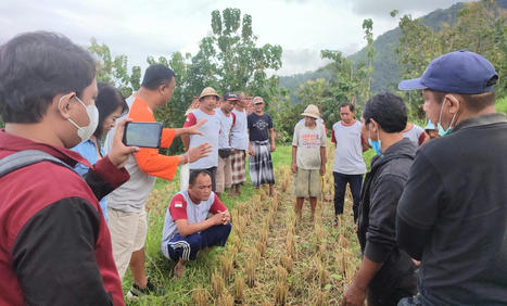 BALI, INDONESIA: Lebih Menguntungkan, Petani Manggis Budidayakan Padi Salibu | SRI Global News: February - April 2024 **sririce -- System of Rice Intensification | Scoop.it