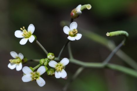 Exploring the epigenetic dynamics of early plant development -  | Life Sciences Université Paris-Saclay | Scoop.it