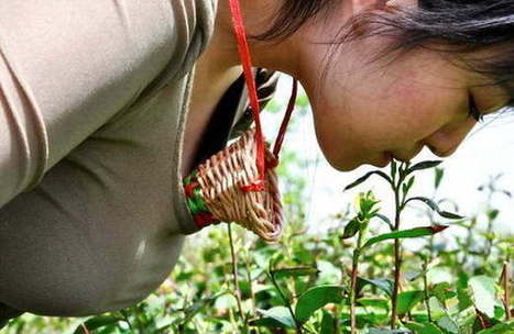 Le thé chinois cueilli des lèvres par des vierges à fortes poitrines | Chine | Scoop.it