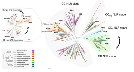 Medium: Papers galore: A year-end update on immune receptor networks (2023) | Publications | Scoop.it