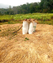 CAMEROON: SRI-Related Productivity Increase Contributes to Food Security in Conflict Areas in Northwest Cameroon | SRI Global News: February - April 2024 **sririce -- System of Rice Intensification | Scoop.it