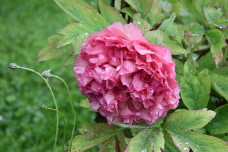 Dans la famille des plantes, je demande les pivoines | Nancy, Lorraine | Scoop.it