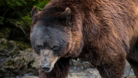 Attaque d'ours dans les Pyrénées : l'État alloue 3,6 millions d'euros pour protéger les troupeaux | Vallées d'Aure & Louron - Pyrénées | Scoop.it