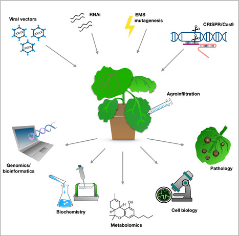 New Phytologist: Dude, where is my mutant? Nicotiana benthamiana meets forward genetics (2019) | Plants and Microbes | Scoop.it