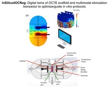 InSilico4OCReg – Computational Models Optimizing In Vitro Biophysical Stimulation Protocols for Osteochondral Regeneration | iBB | Scoop.it