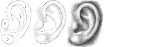 Insights Into an Ear - Drawing Tutorial | Drawing and Painting Tutorials | Scoop.it