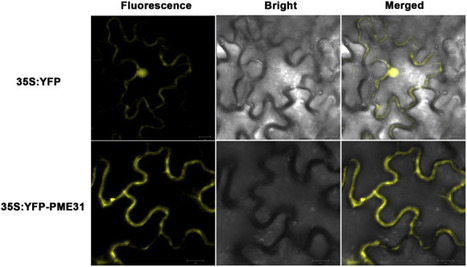 Pectin methylesterase31 positively regulates salt stress tolerance in Arabidopsis | Plant & environmental stress | Scoop.it