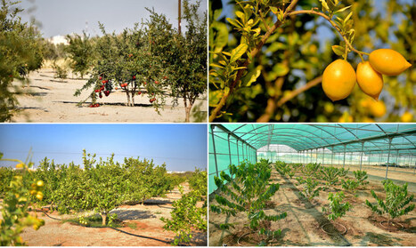 GULF: How Saudi Arabia is building a sustainable agricultural sector through innovation | PAYS DU GOLFE | Scoop.it