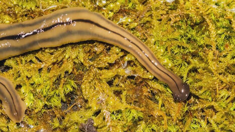 Poisonous hammerhead worms found in southeast Texas after flooding - KVUE.com | Agents of Behemoth | Scoop.it