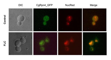 New Pathway Controlling Azole Resistance in Candida glabrata | iBB | Scoop.it