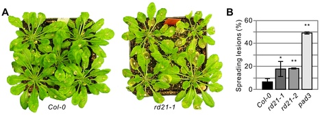 PLoS ONE: A Role in Immunity for Arabidopsis Cysteine Protease RD21, the Ortholog of the Tomato Immune Protease C14 | Plants and Microbes | Scoop.it