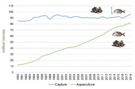 Vibriosis Outbreaks in Aquaculture: Fundamental and Public Health Concerns | iBB | Scoop.it