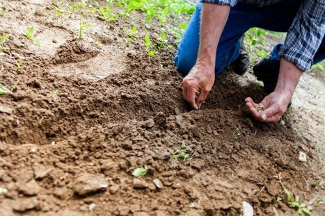 Aux origines de la permaculture | Life Sciences Université Paris-Saclay | Scoop.it