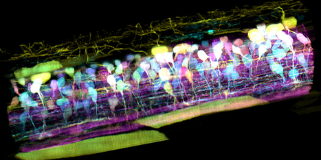 New Microscope Captures Detailed 3-D Movies of Cells Deep Within Living System | Life Sciences Université Paris-Saclay | Scoop.it