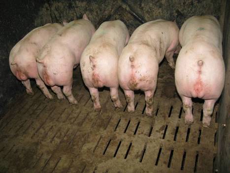 Dans la filière porcine, le mâle entier prend ses aises | Actualité Bétail | Scoop.it