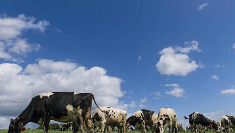 Arcowin, le nouveau poids lourd européen de la génétique bovine | Actualité Bétail | Scoop.it