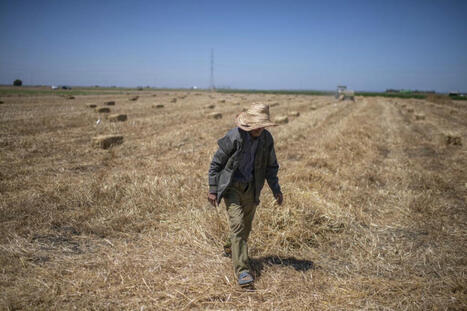 Climate change imperils drought-stricken Morocco’s cereal farmers and its food supply - WTOP.com | Agents of Behemoth | Scoop.it