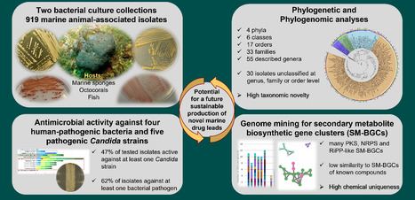 Marine Sponge and Coral-Associated Bacteria Show Versatile Secondary Metabolite Biosynthesis Potential and Inhibit Human Pathogens | iBB | Scoop.it