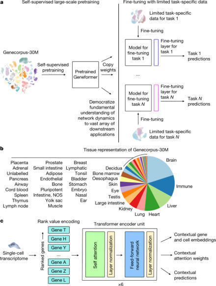 Transfer learning enables predictions in network biology | SynBioFromLeukipposInstitute | Scoop.it