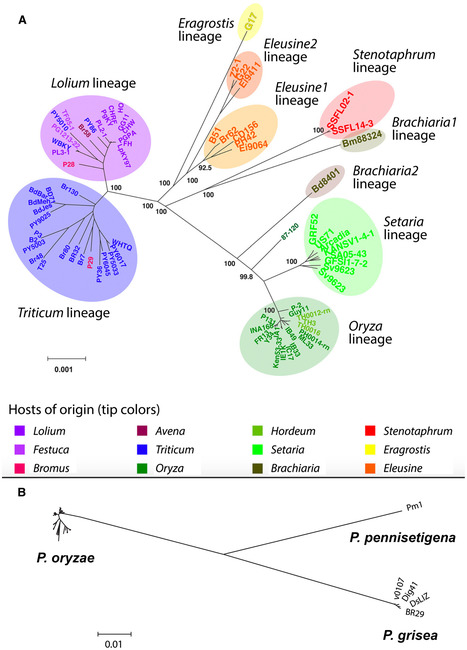 Molecular Plant Pathology: Pyricularia graminis‐tritici is not the correct species name for the wheat blast fungus: response to Ceresini et al. (2019) | Plants and Microbes | Scoop.it