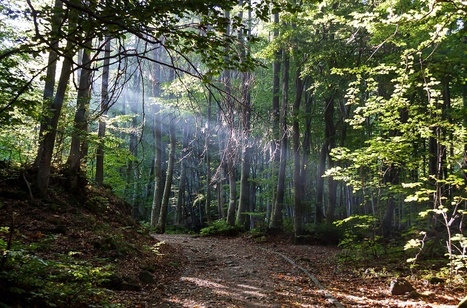 Planter des arbres pour sauver la planète : mythe ou réalité ? | Vers la transition des territoires ! | Scoop.it