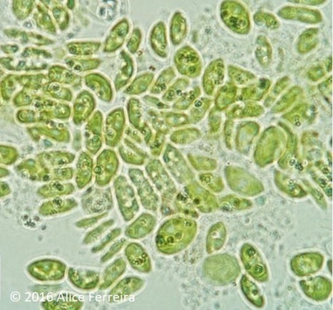 Microalgae for Wastewater Treatment | iBB | Scoop.it