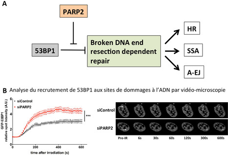 PARP2 contrôle le choix des voies de réparation des cassures double-brin de l’ADN | Life Sciences Université Paris-Saclay | Scoop.it