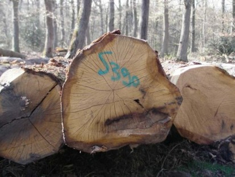 La filière forêt-bois lance sa première veille économique mutualisée | Veille territoriale AURH | Scoop.it