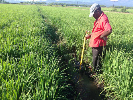LATIN AMERICA: Adopting the System of Rice Intensification (SRI) for climate change and producing more with less resources | SRI Global News: February - April 2024 **sririce -- System of Rice Intensification | Scoop.it