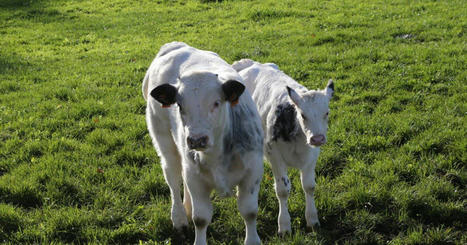 PAC 2023 : des inquiétudes sur le cheptel vaches allaitantes | Actualité Bétail | Scoop.it